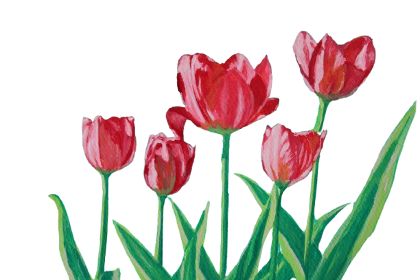 tulip decoration